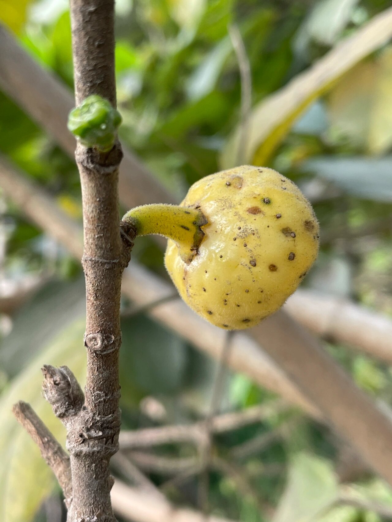 成熟对叶榕黄色的果