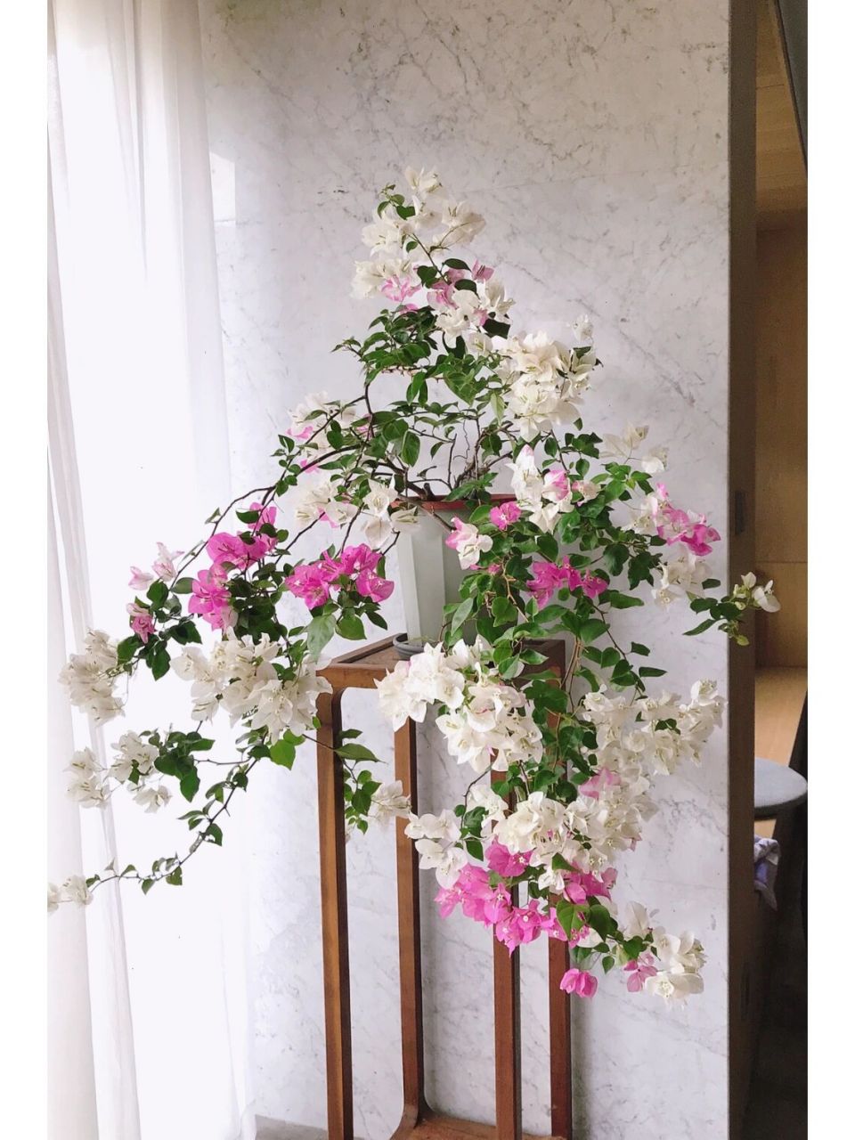 椰子冰三角梅 台风天避免损失把她搬回家了,真真的劳模,早春到现在一