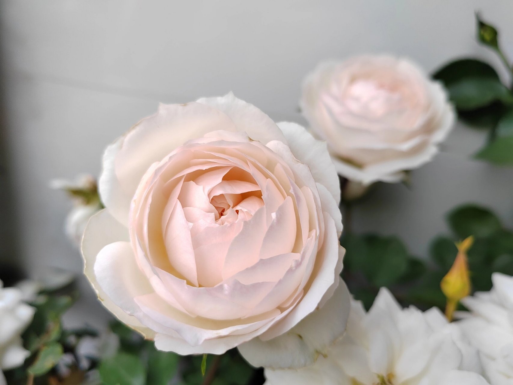 斯蒂芬男爵 斯蒂芬男爵月季,放在阳台里面了,没有拿到外面,还是挺香的