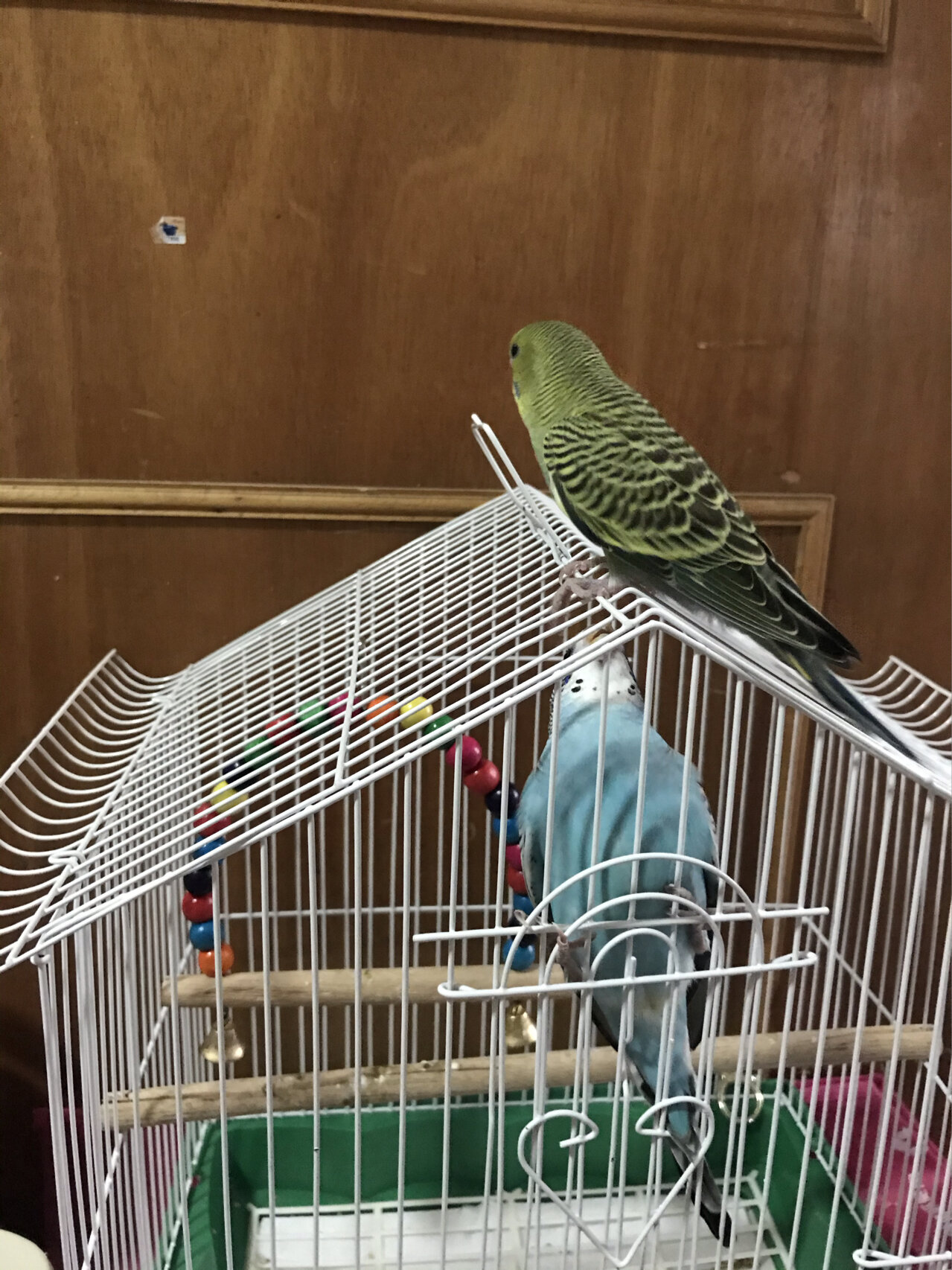 新手饲养虎皮鹦鹉