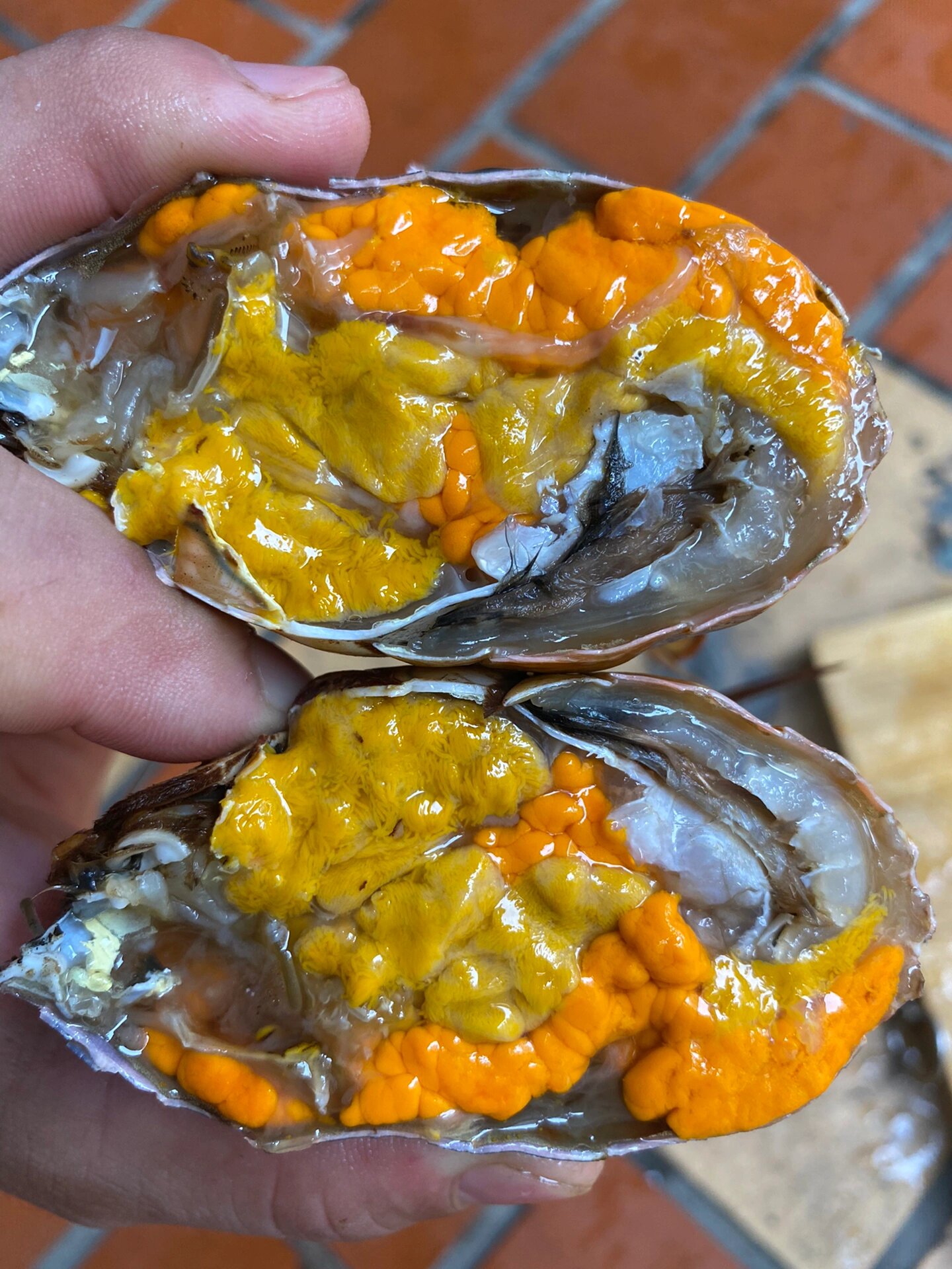 福建野生红鲟 青蟹膏蟹青蟹鲜活特大全母红膏蟹海鲜水产红鲟 76包活