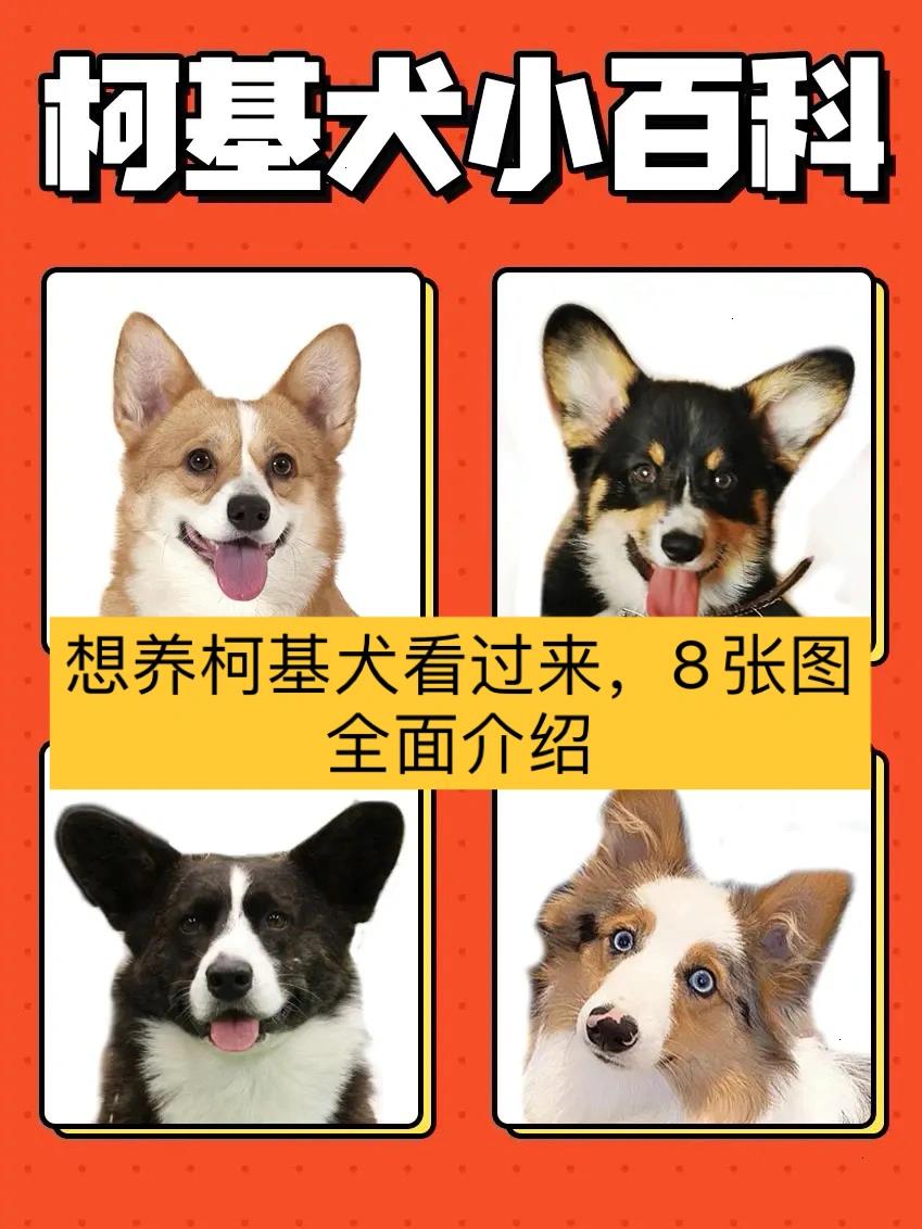 柯基犬四种颜色