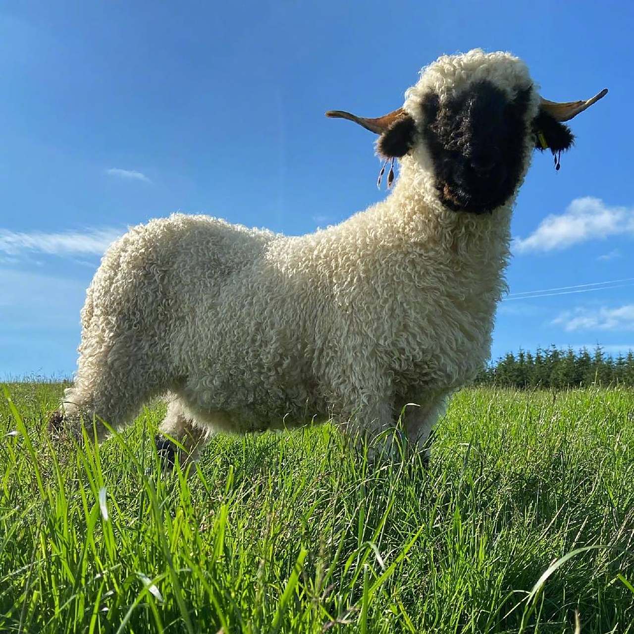 苏格兰黑脸羊就是一种凑近了也分辨不清五官怎么长的小羊