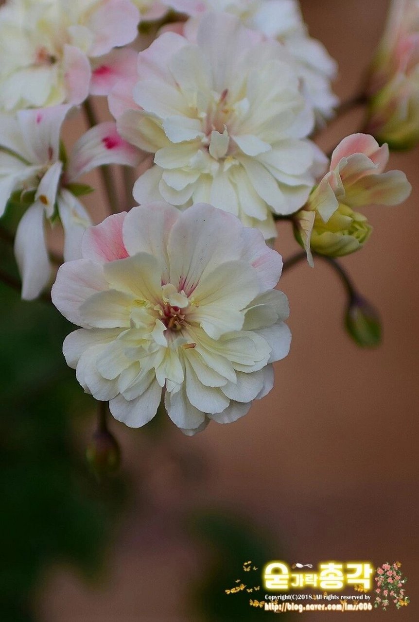 植物快乐屋—兽系天竺葵"独角兽阳光" unicorn zonartic sunbeam,兽系