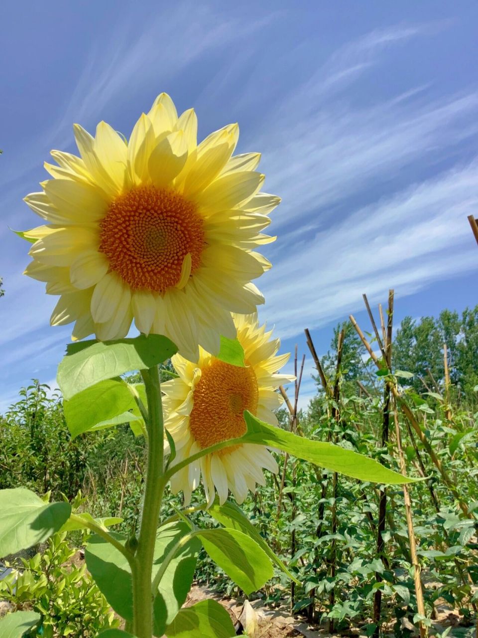 果然阳光是最好的滤镜78
