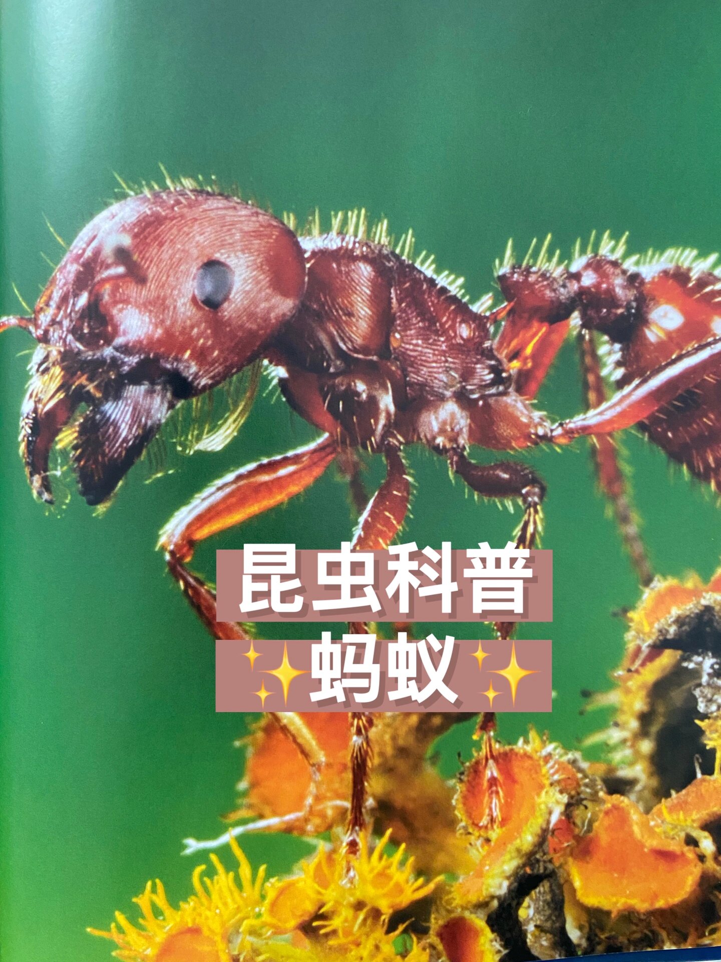 在家做昆虫科普:蚂蚁(双语)