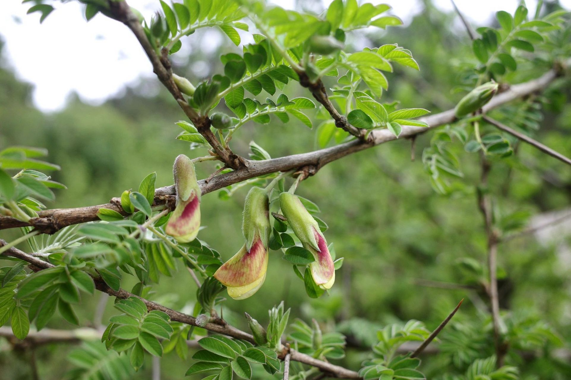 在云南吃花吃草,野生金雀花是这样的!