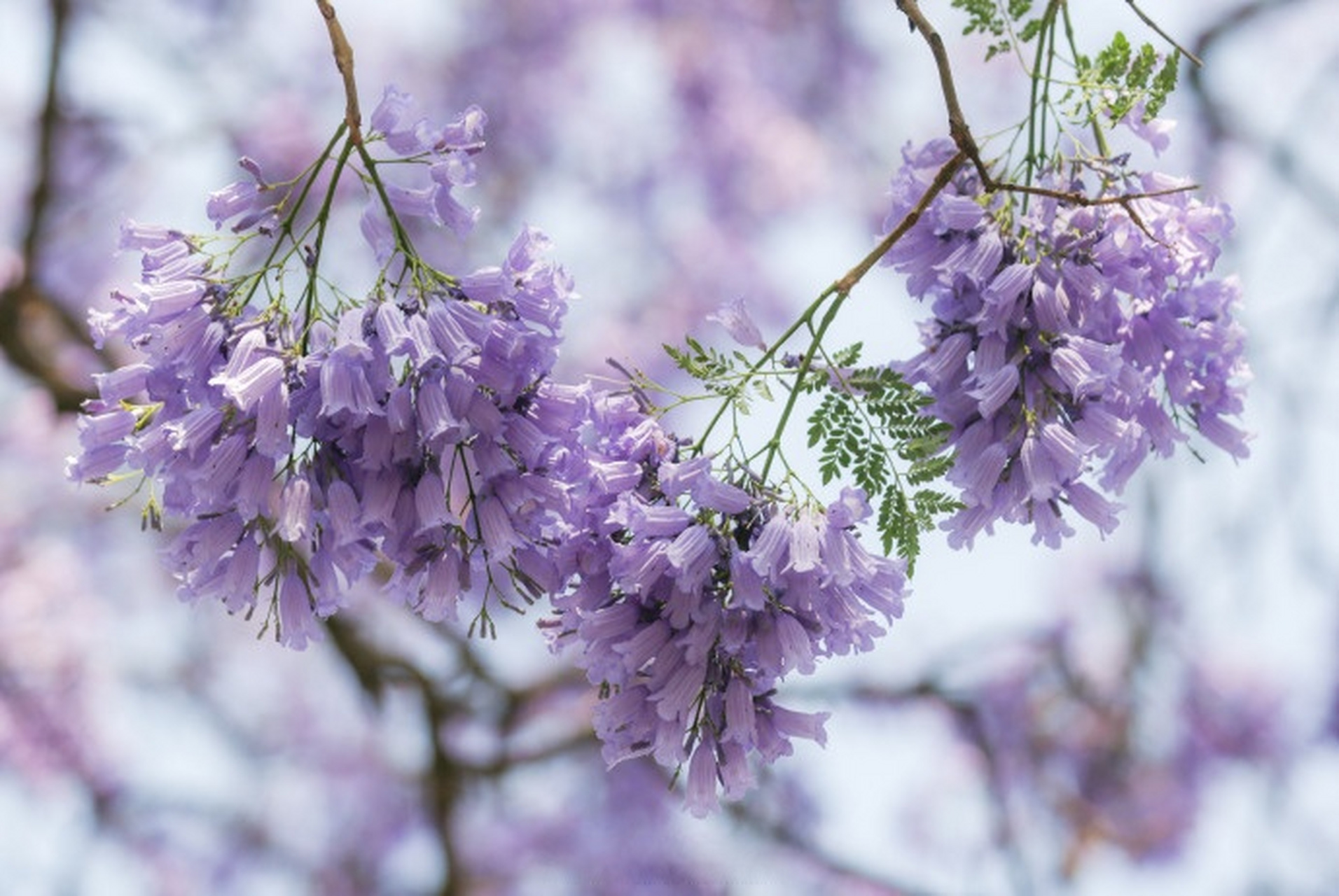 梦幻蓝花楹在西昌盛放#】每年这个时候,四川西昌两万余株蓝花楹鞠相