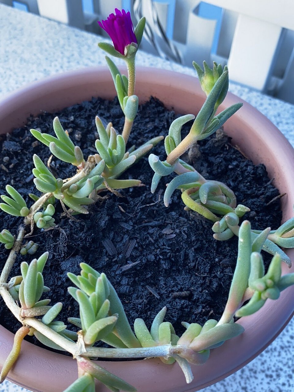 原来我家的多肉叫 奔龙 多肉前几天开花了,我还惊讶06 多肉也会开花