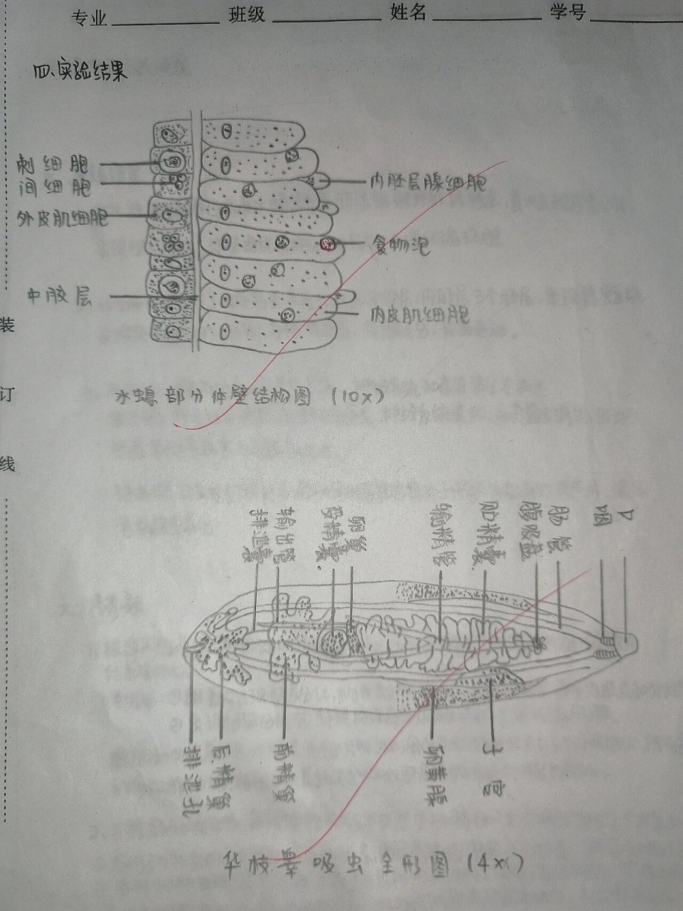 华支睾吸虫图片手绘图图片