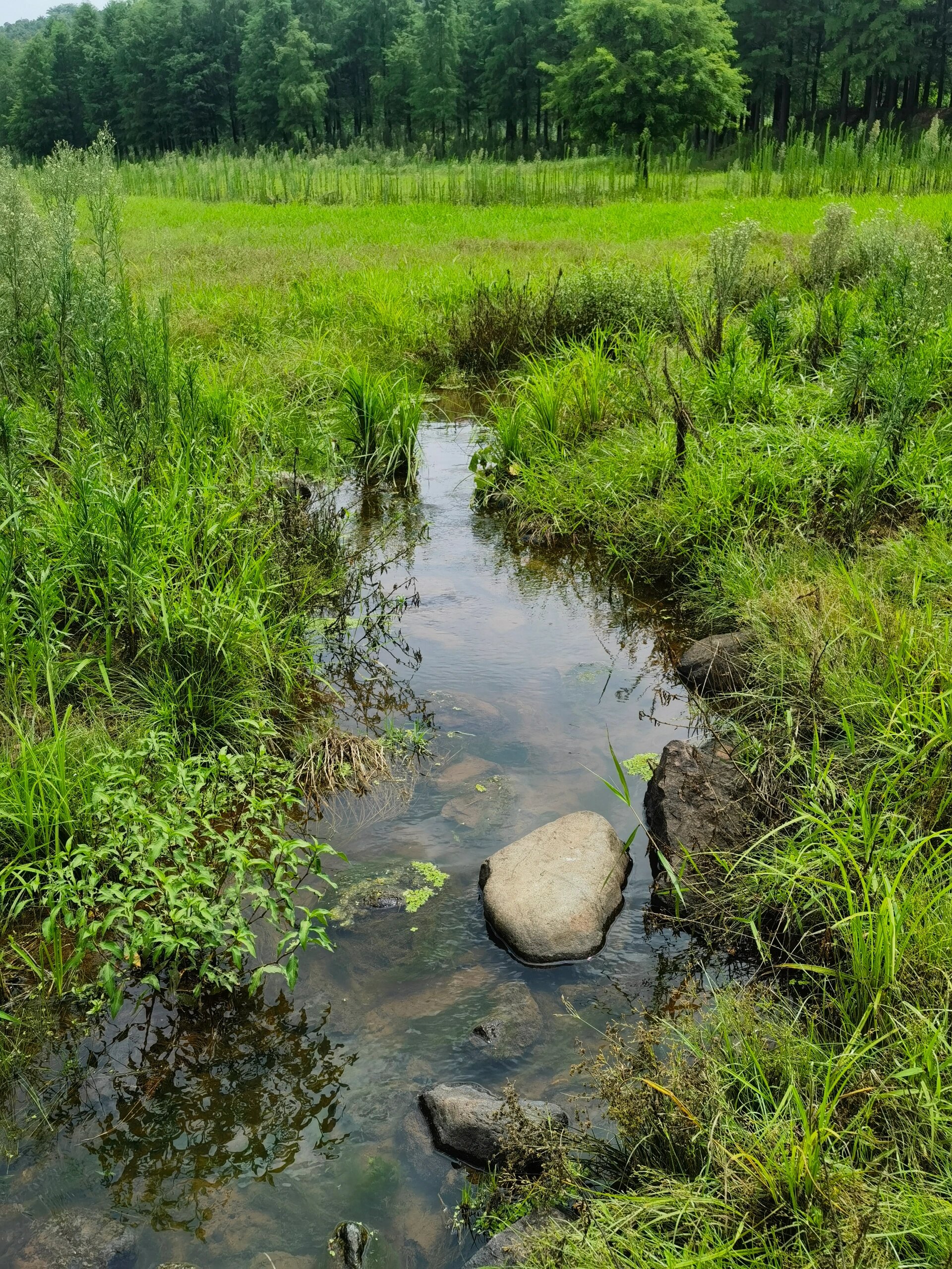 小森林 湿地 亭下湖岙底村 宁波奉化区亭下湖水库岙底村 水库最近水位