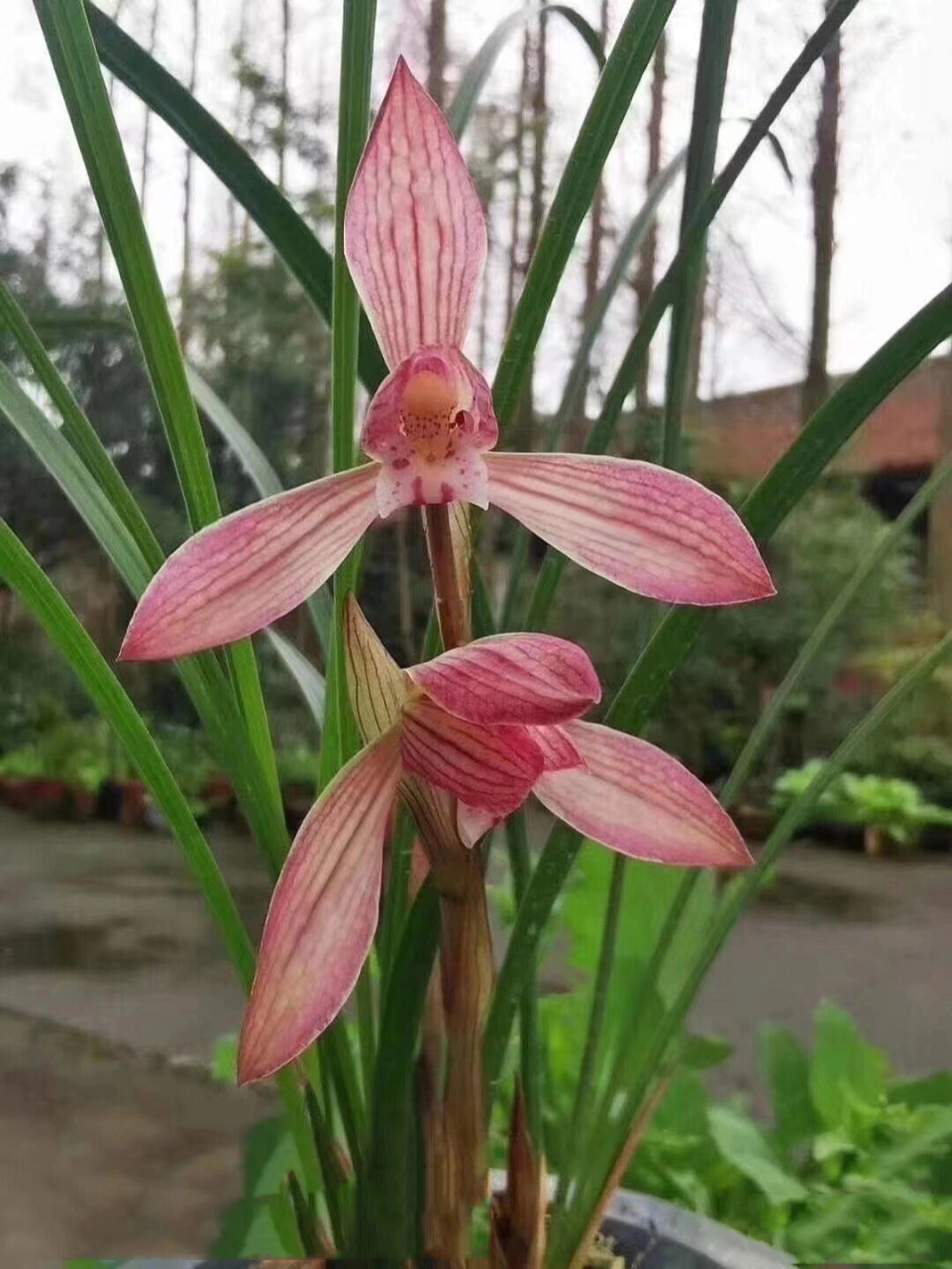 春兰～胭脂仙子带花苞,苗情清秀漂亮