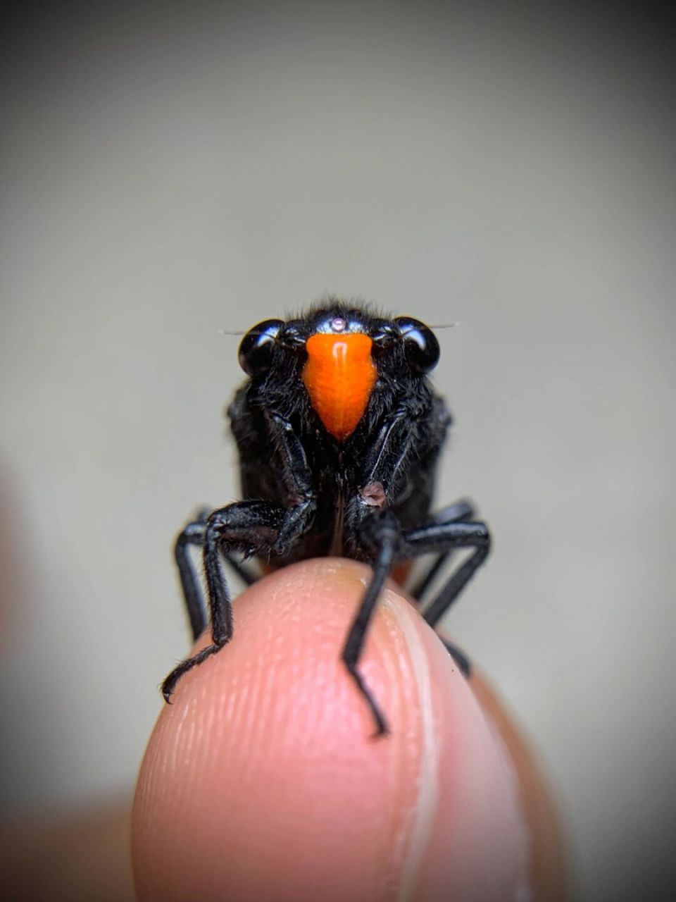 小红脸～ 黑翅红蝉,体型很小,十分可爱,但这种知了不能食用,含有斑蝥