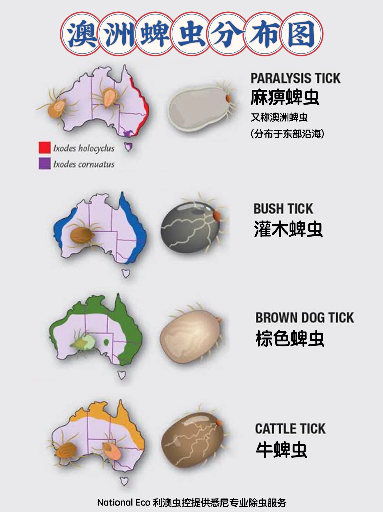 爬行虫子种类和名字图图片