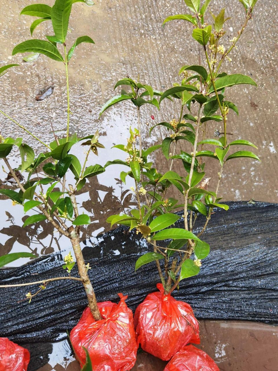天香台阁,四季金桂,珍稀桂花品种 天香台阁桂花 1公分粗38包邮一棵.