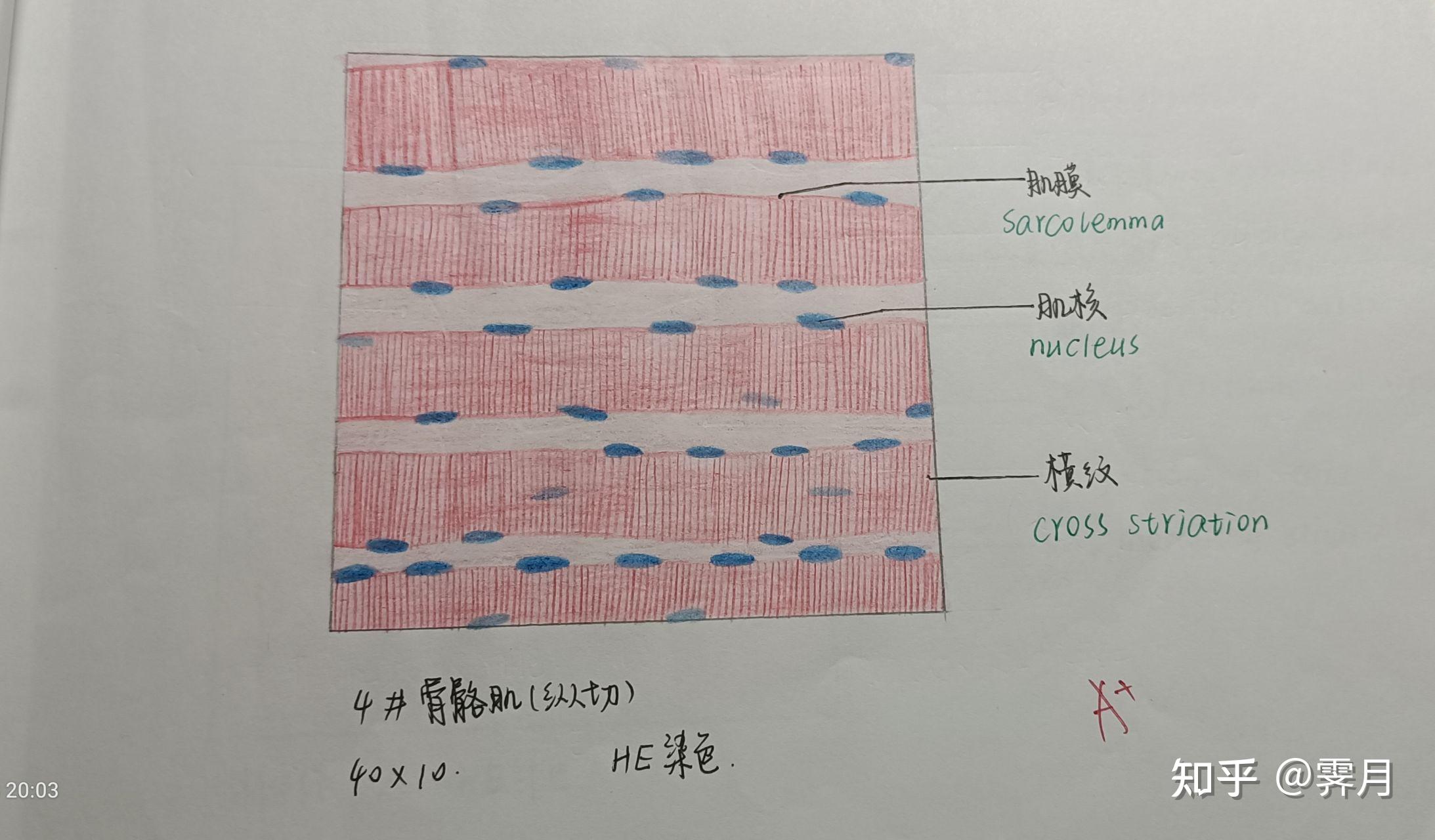 心肌细胞图片 手绘图图片