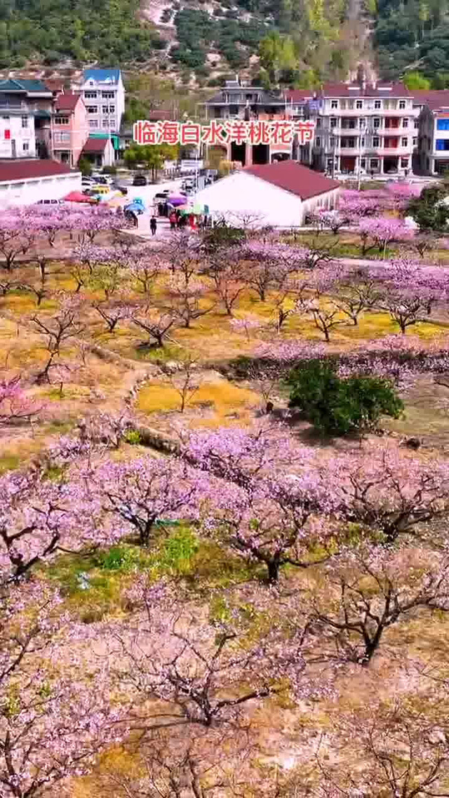 临海白水洋桃花节图片