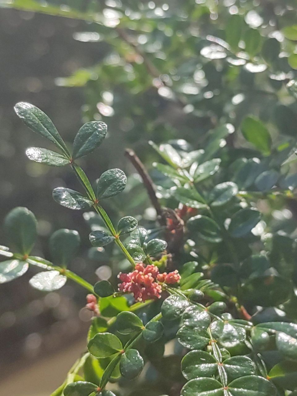 胡椒木开花什么样子图片