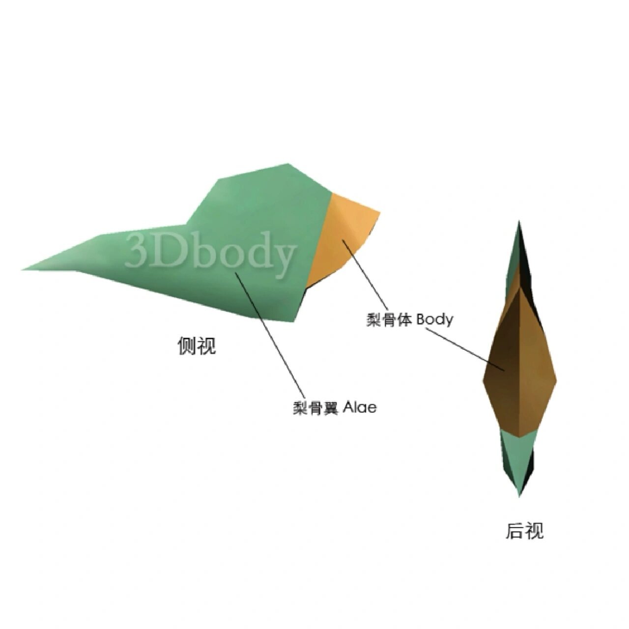 解剖"搬运工"—犁骨 犁骨:位于左,右鼻腔之间矢状位四边形的扁平薄