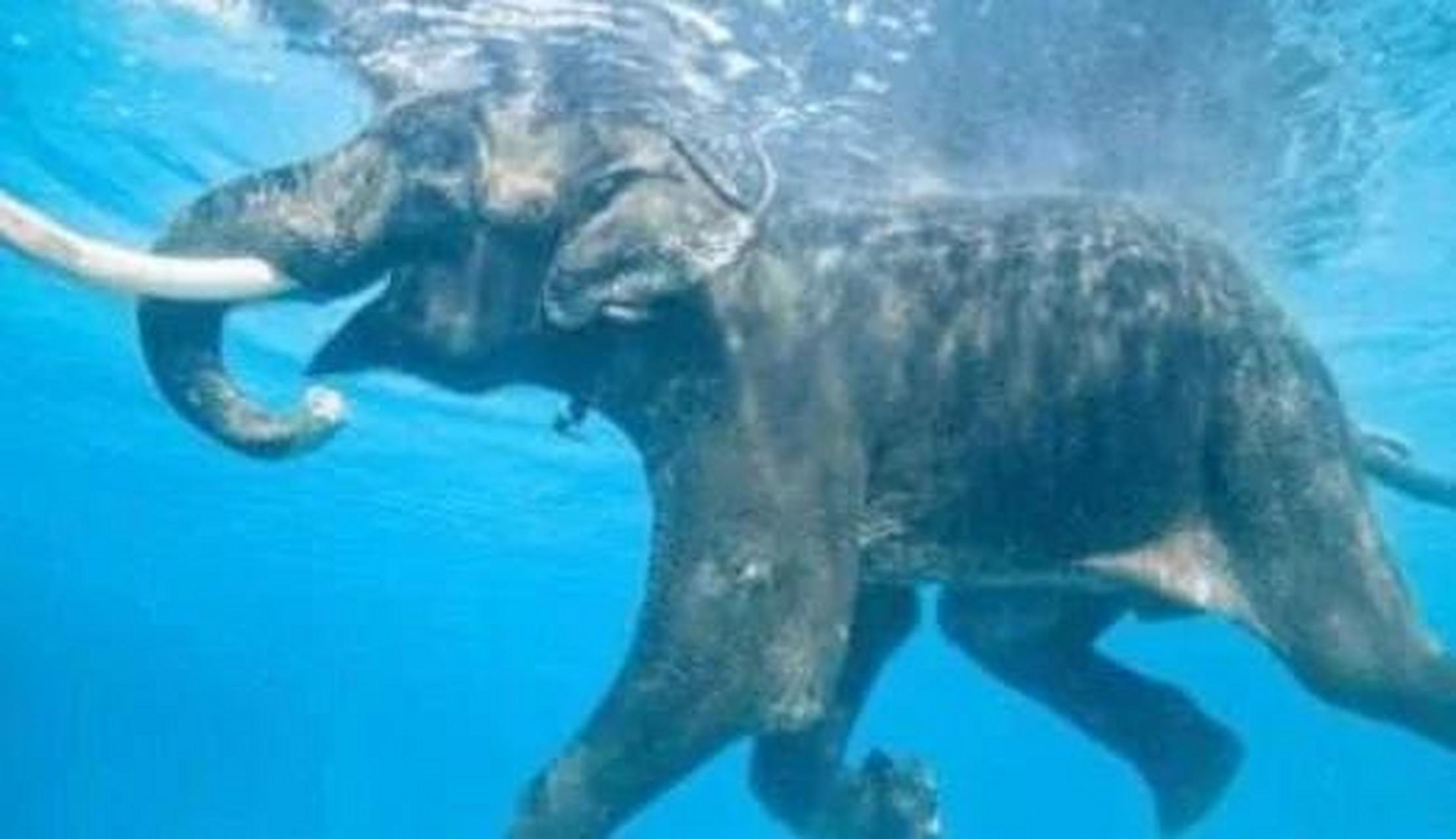 我们印象中大象由于其敦实的体型,总会觉得比较笨重.