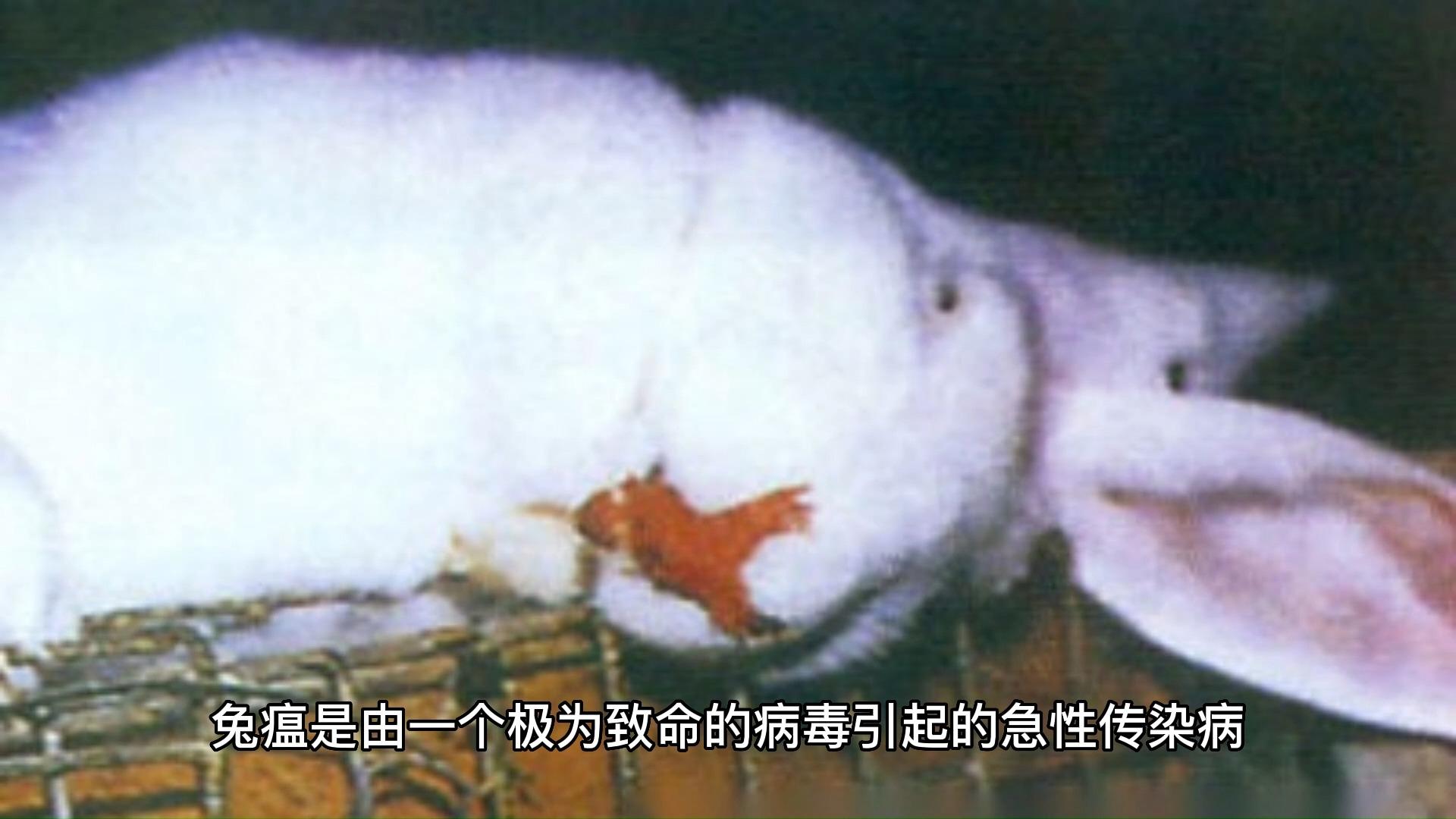 兔瘟的症状有哪些如何预防