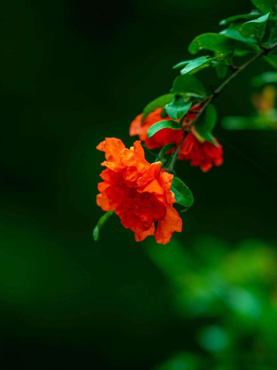 分享一张花的照片石榴花落结大果 神奇的花花树树 家家有颗石榴树