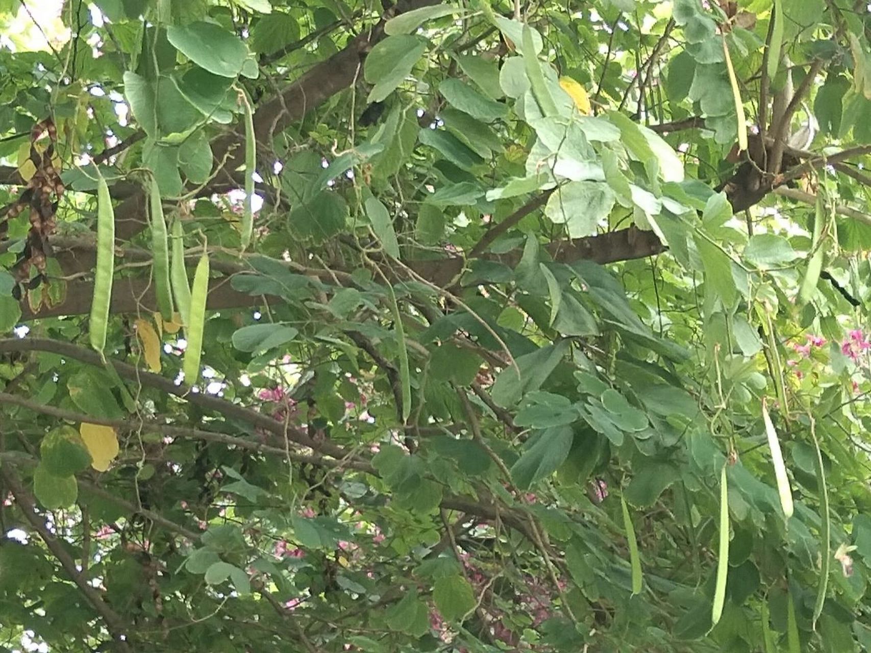 这颗紫荆花树上长出的是扁豆, 禅城区垂虹路口这颗紫荆花树上长满了长