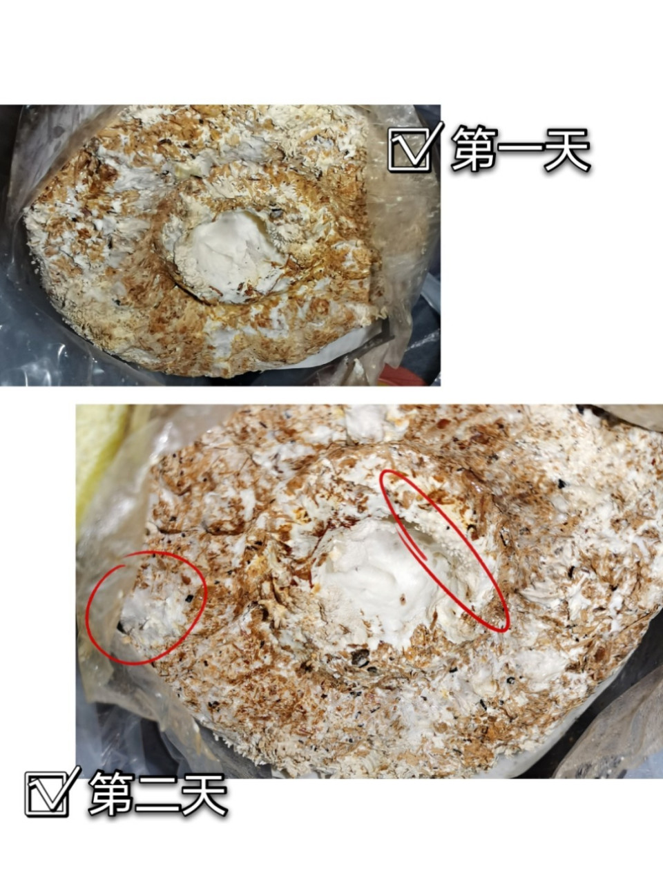 在家种蘑菇～平菇第二茬 第一天:刚采摘了第一茬平菇,明显菌菇包很干