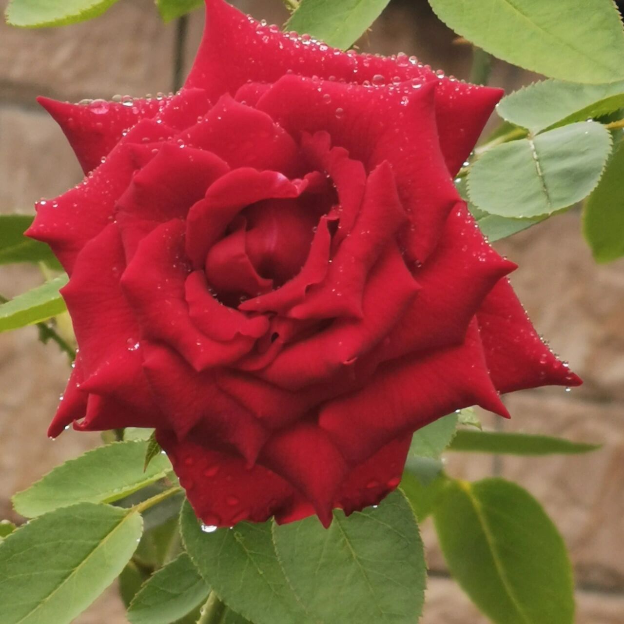 卡罗拉 红色月季 卡罗拉真的是经典品种了 个人认为并不丑,花朵有我