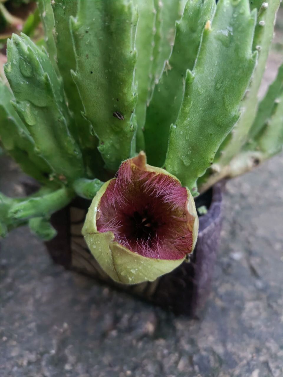 万重山开花你见过吗 不知道什么时候侧边长出了一个小花苞,开了居然是