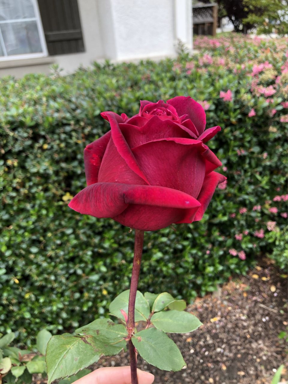 lincoln 林肯先生月季95 林肯春花,各个阶段的样子.