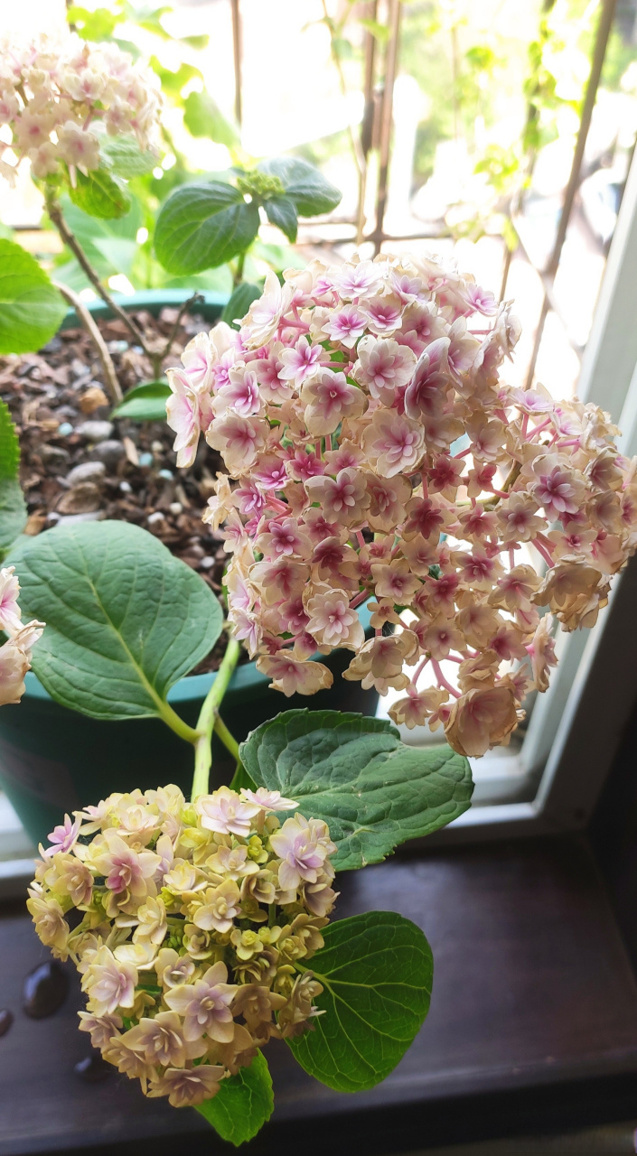 大花绣球辉夜姬,绣球夏洛特公主的升级版.辉夜姬,月神之女,辉