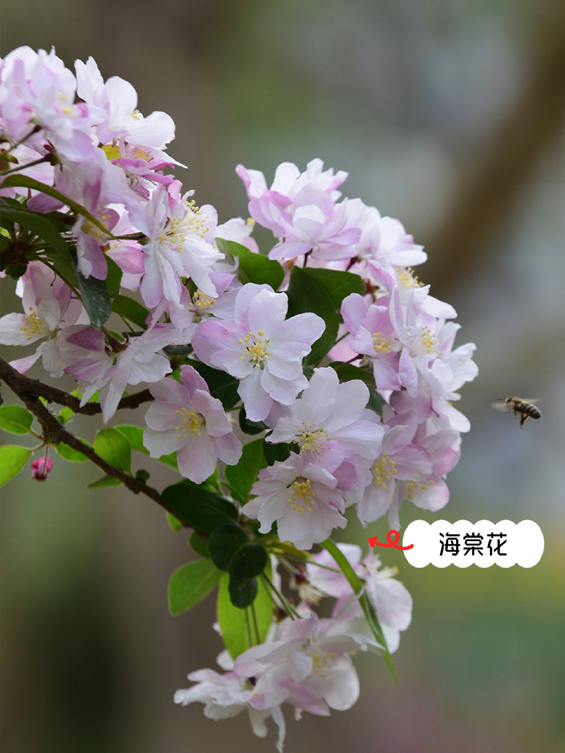 桃花李花梨花图片