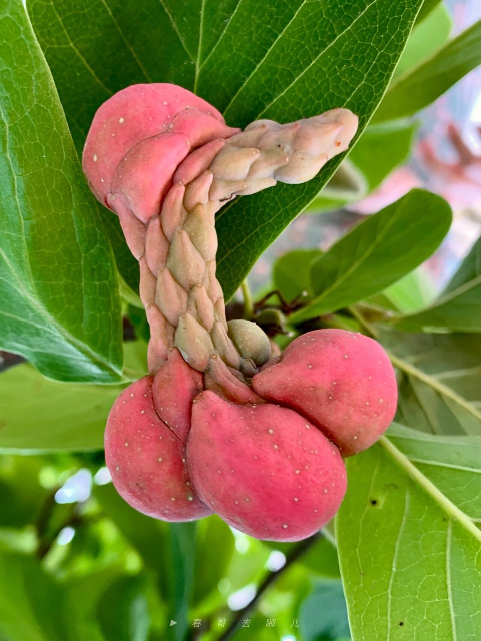 今天在云居寺拍到的,没想到冰清玉洁的白玉兰,果实却丑到另一种极致