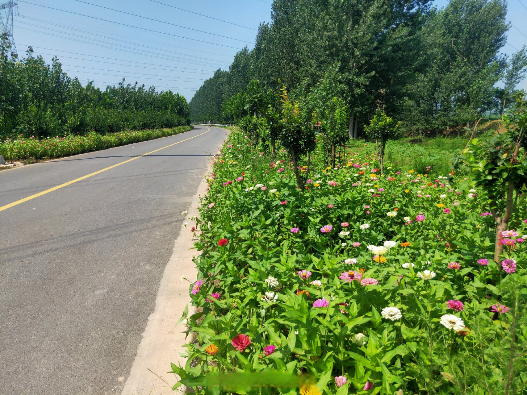 #邯郸 馆陶:鲜花绿树织就美丽乡村路】盛夏时节,馆陶县健康步行