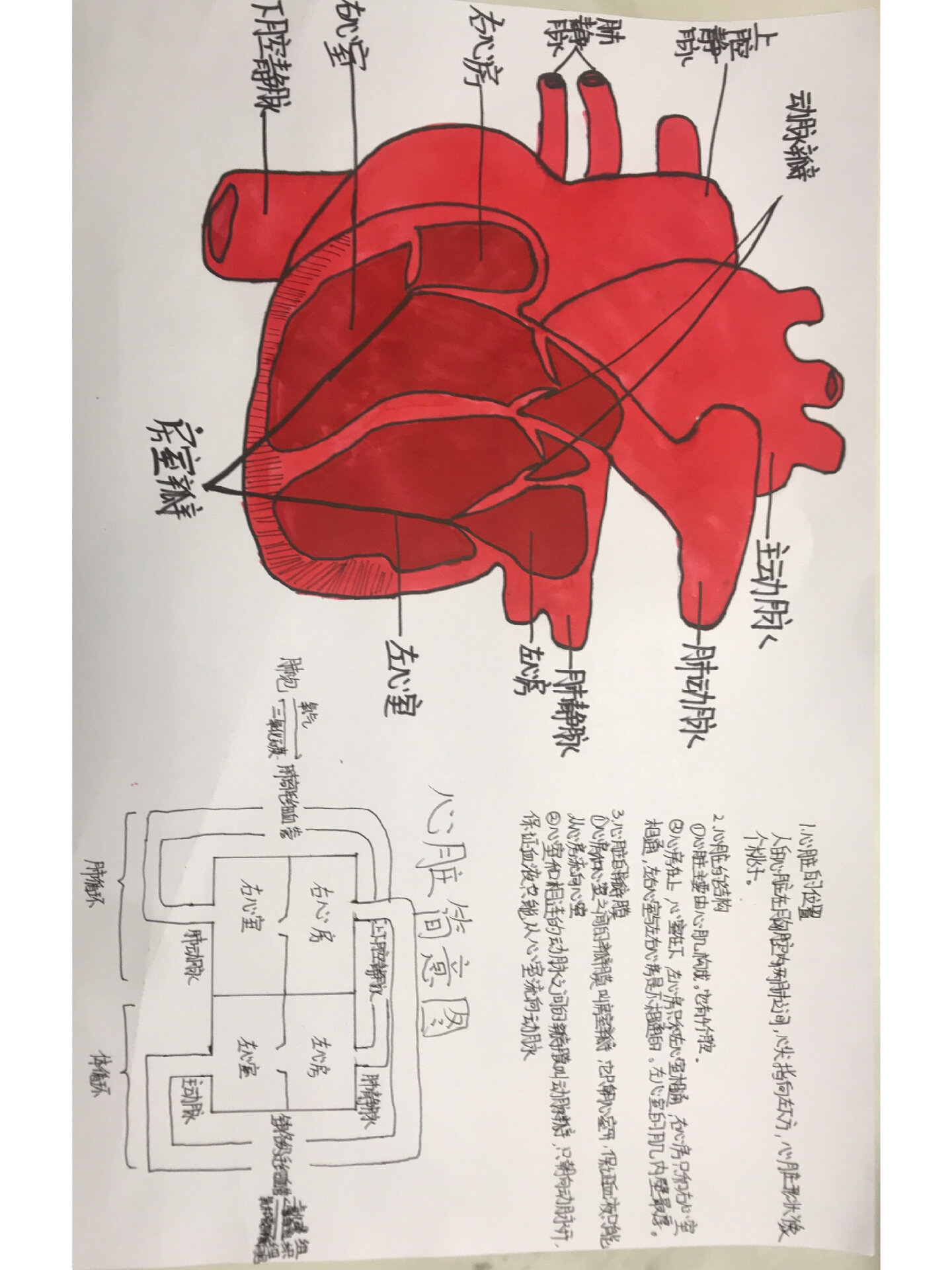 人体器官心脏手抄报图片