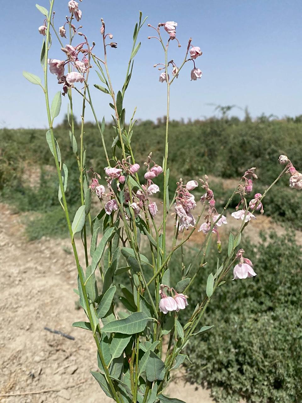 它还是一味中草药 罗布麻(学名:apocynum venetum l.