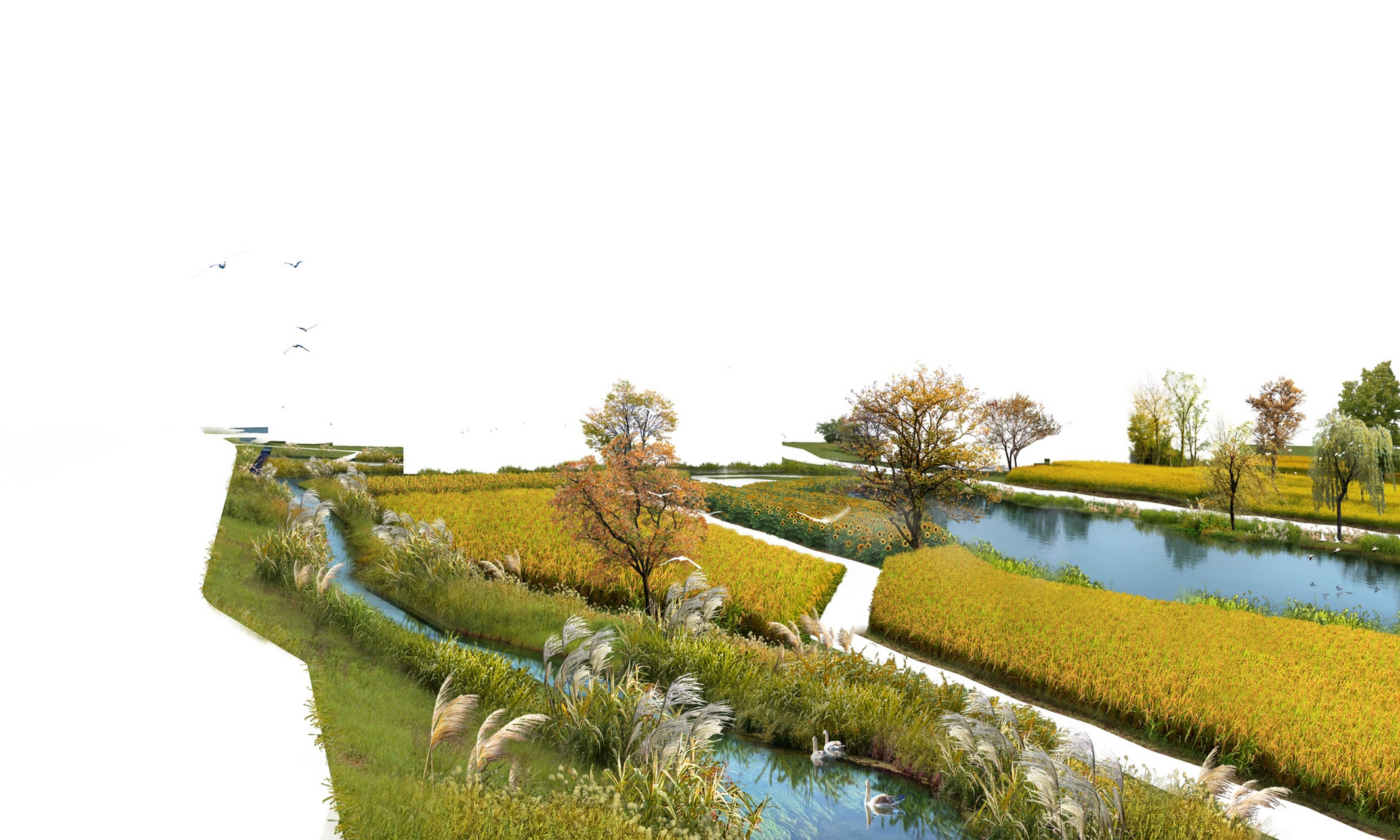 美丽乡村荷塘稻田效果图psd素材