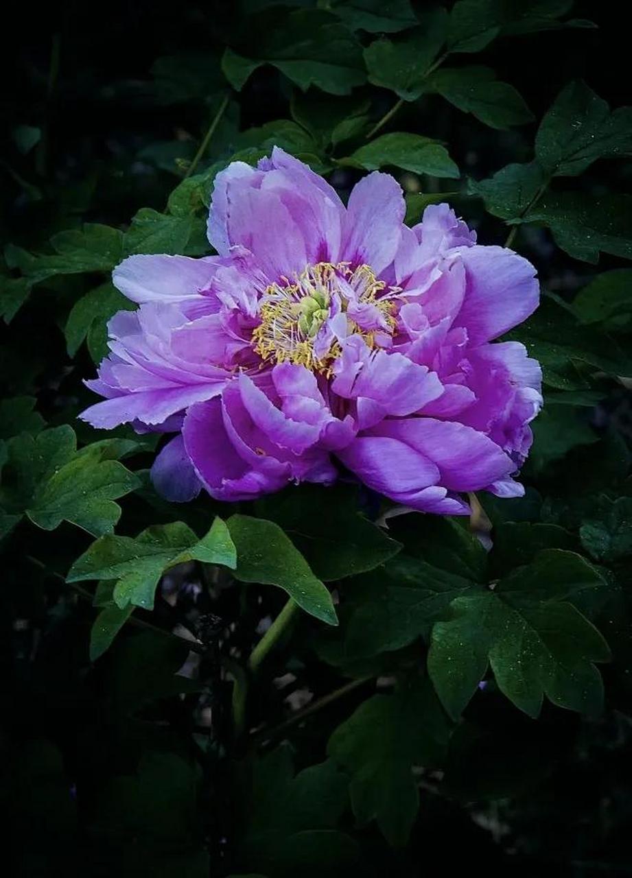 牡丹花的特写近景