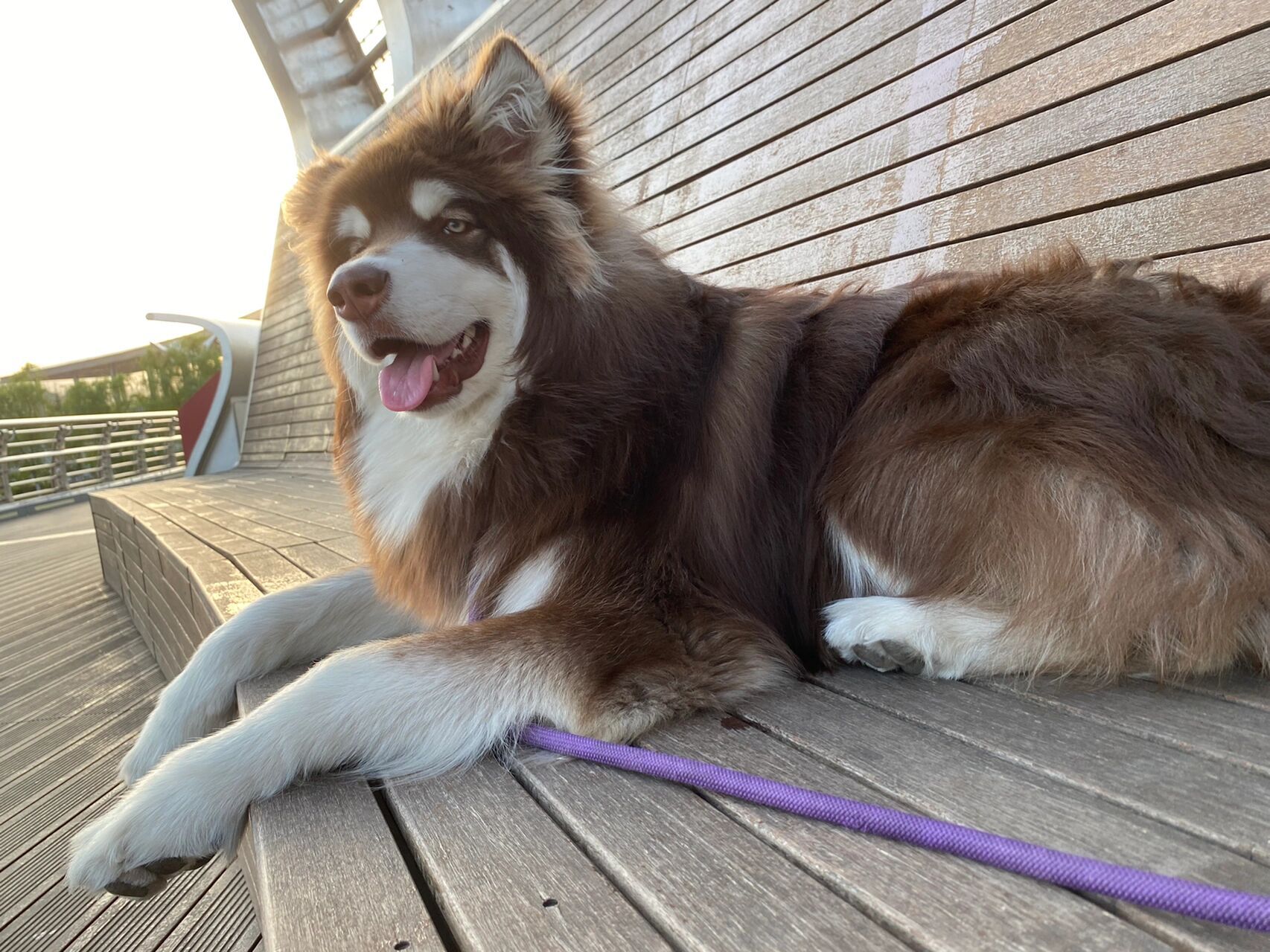 阿拉斯加夏天到底要不要剃毛啊? 求助!