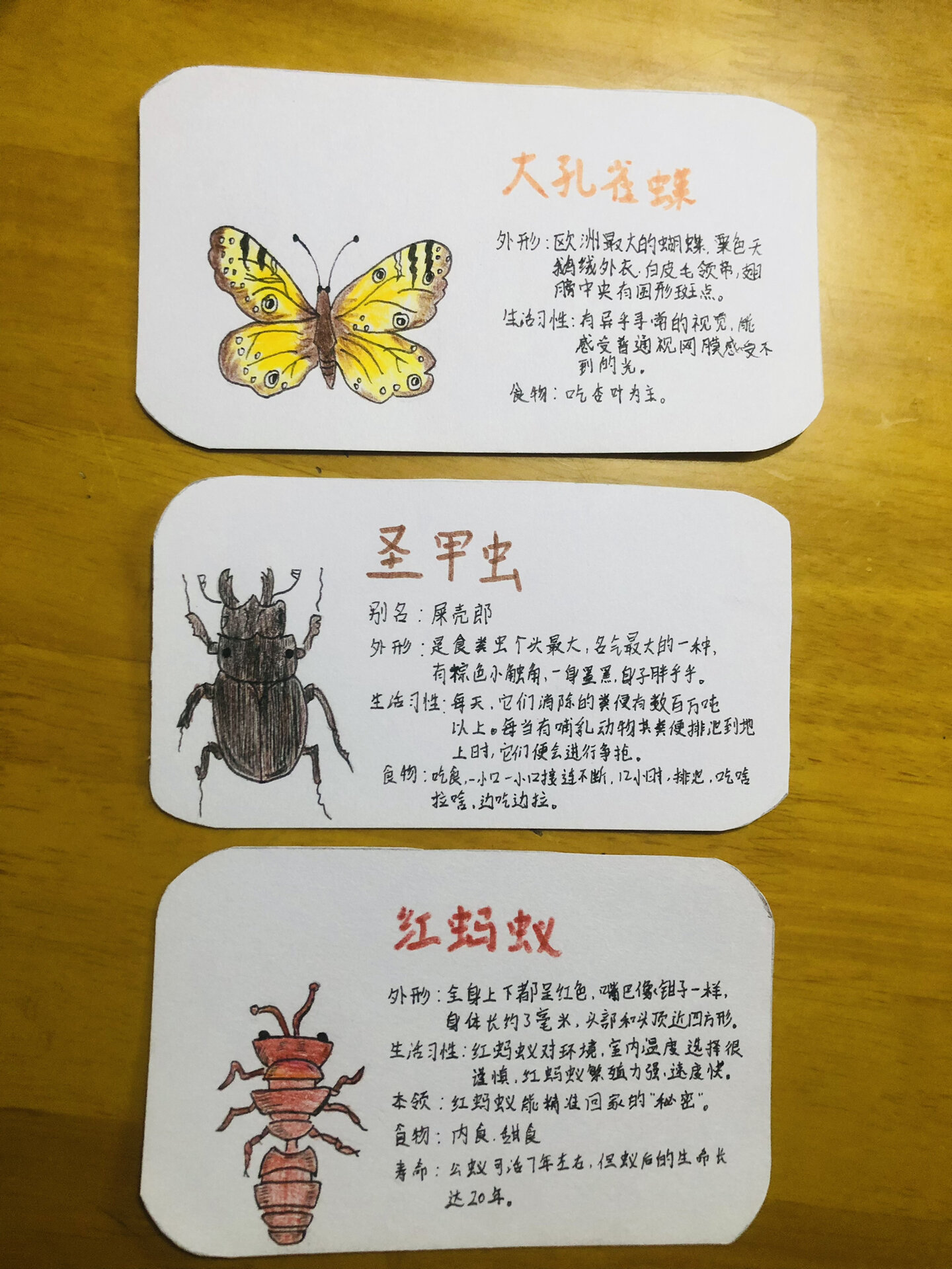 昆虫卡片带文字简单图片