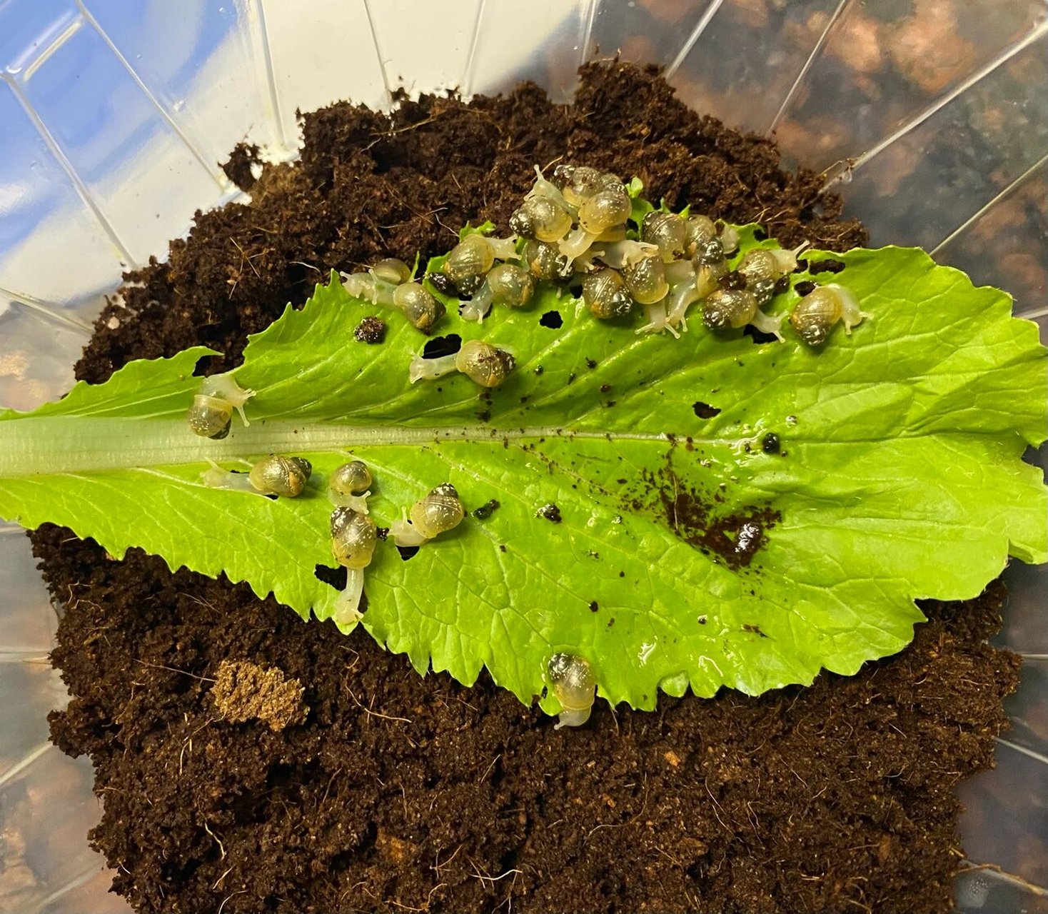 白玉蜗牛蜗牛蛋孵化教程 我家宝宝很喜欢蜗牛,pdd买了两只,结果竟然