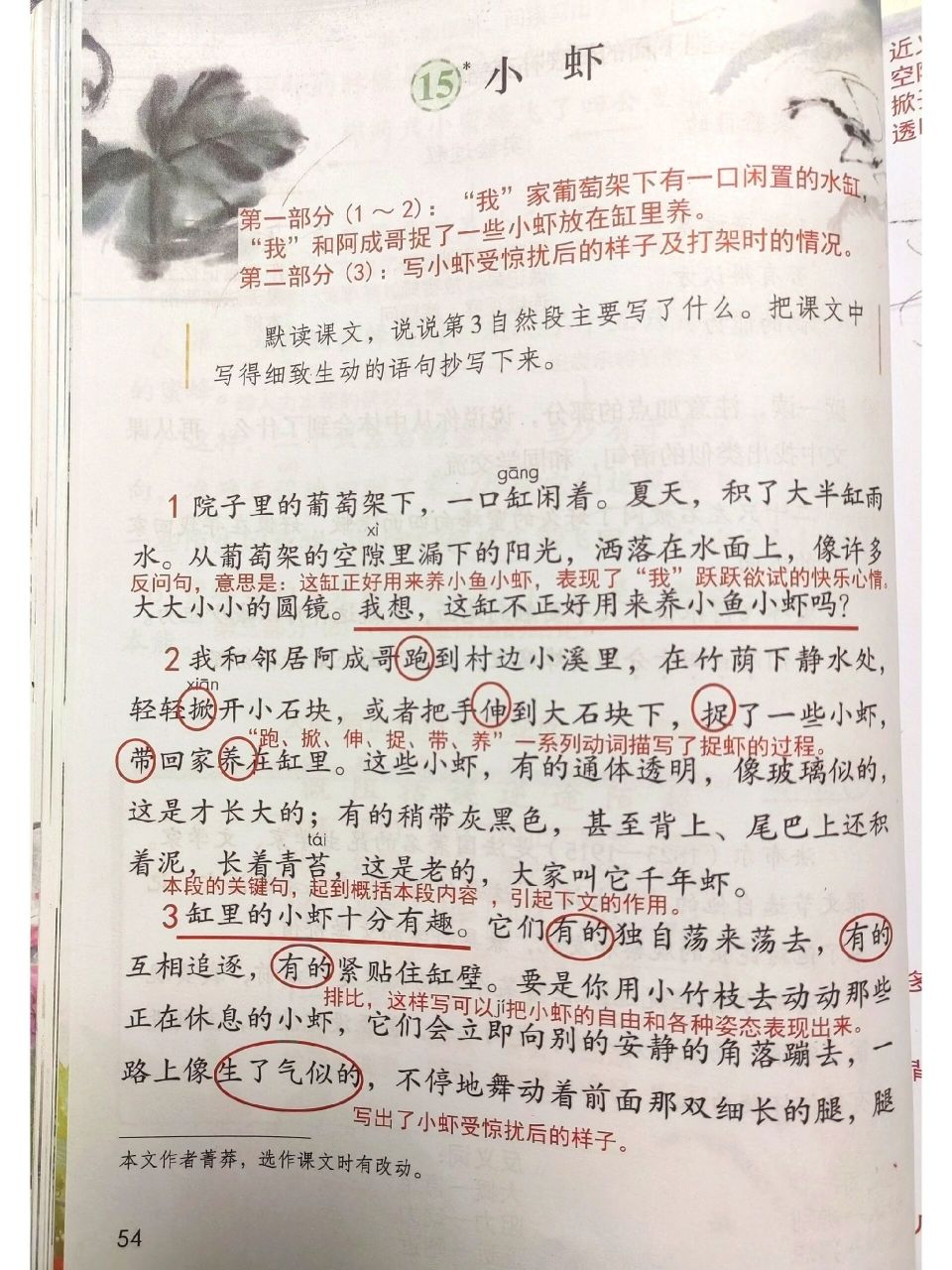 第十五课小虾图片