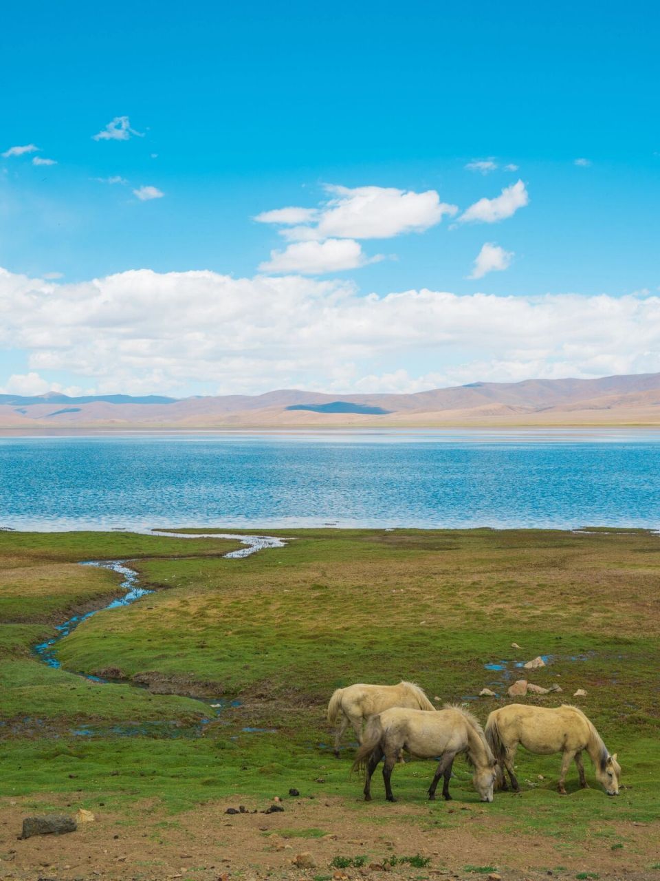 82:草原上除了最常见的牛羊,还会有野驴,马儿.