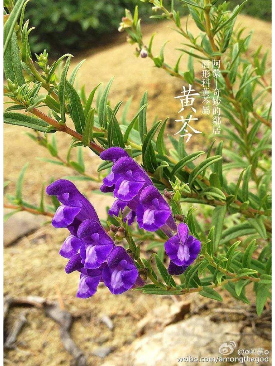 黄芩的功效与作用 清热燥湿,泻火解毒,止血安胎 黄芩是为唇形科植物