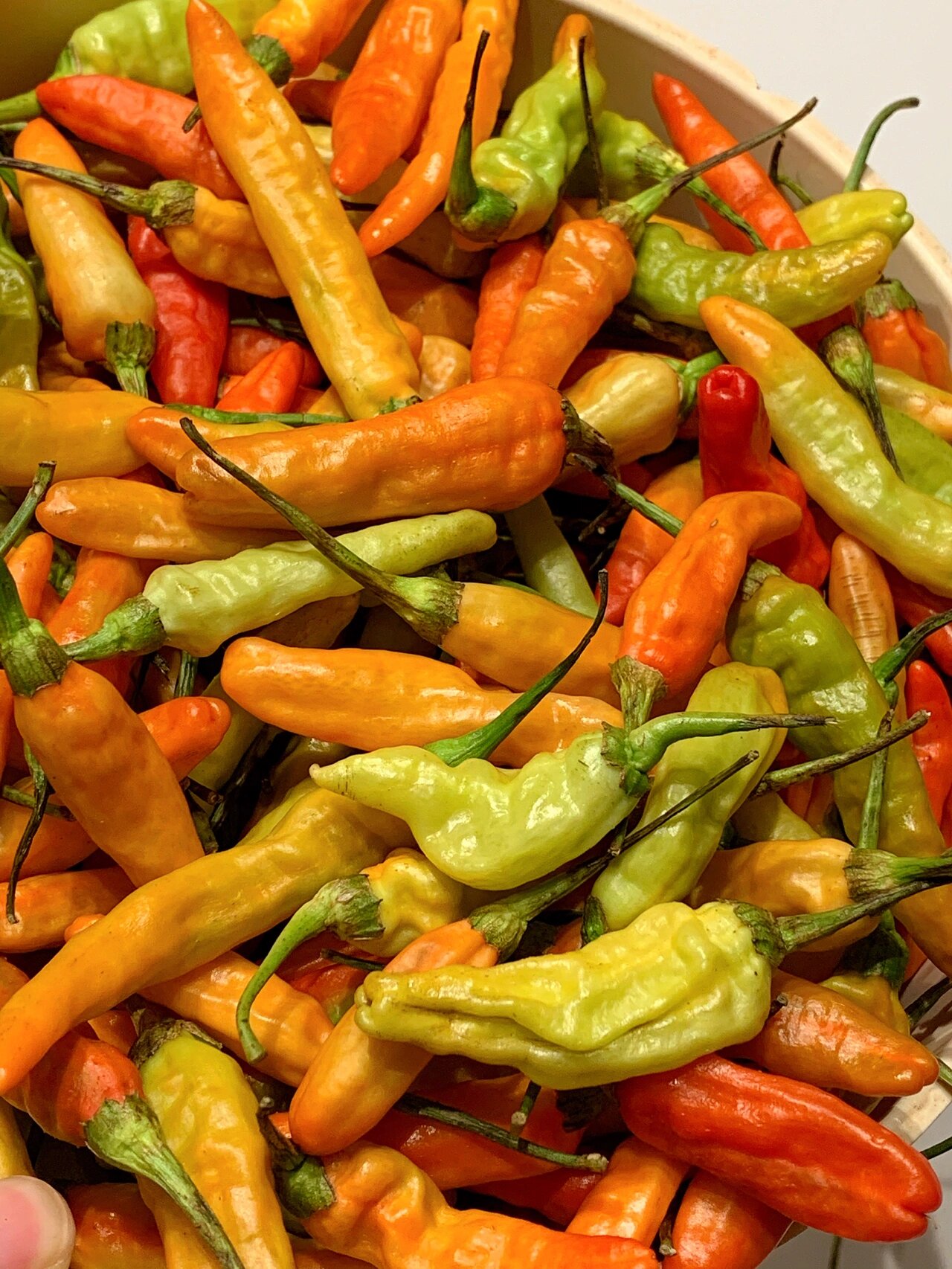 江西某个小镇里的4元/斤农家朝天椒90 前一段时间回了趟老家 才知道