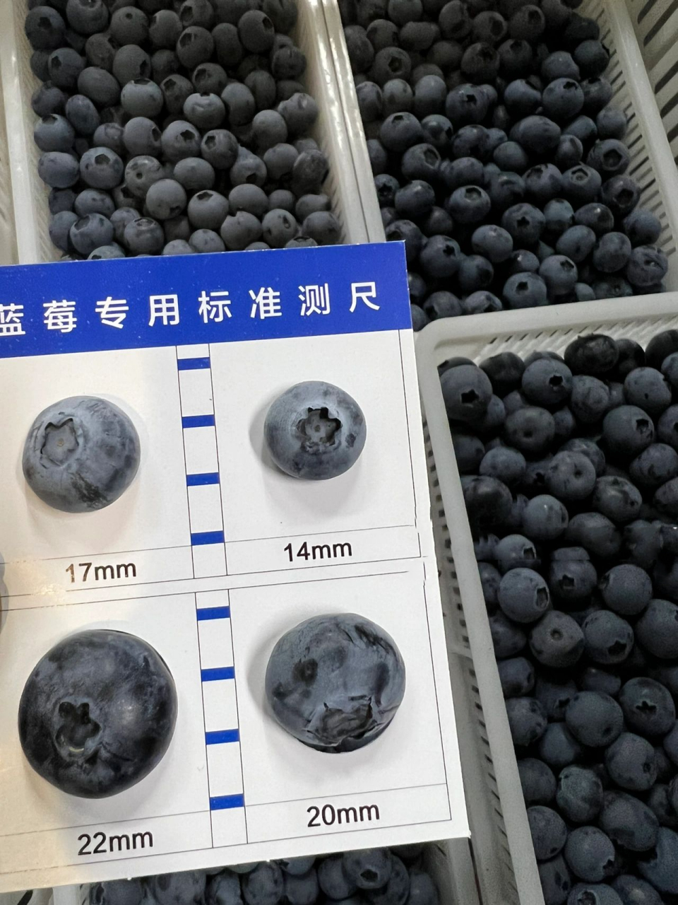 一张图看明白08蓝莓大小～ 蓝莓的17mm  ,20mm 到底差别多大 看了