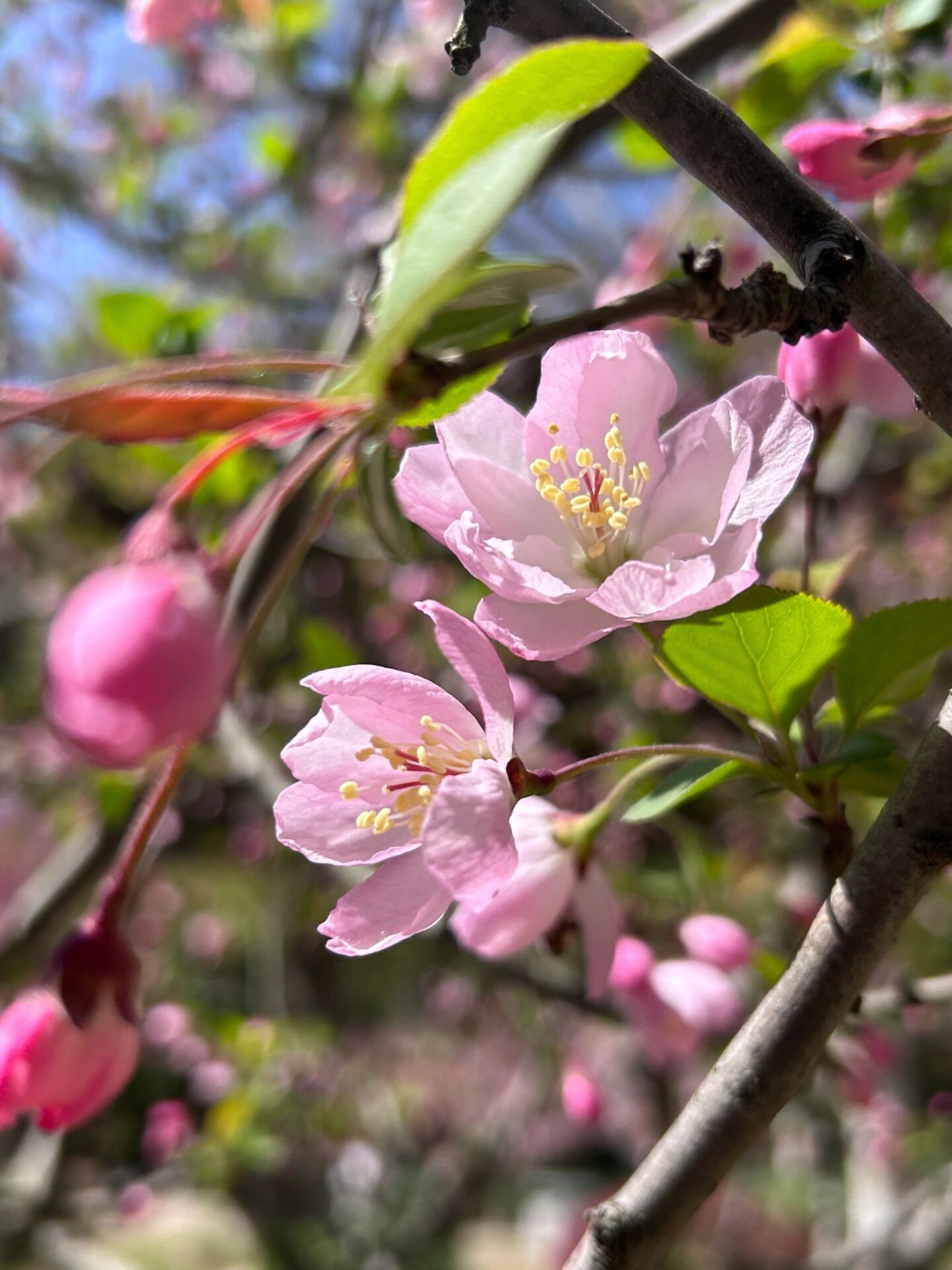 "西花厅的海棠花又开了,看花的人已经不在了 春天来了,又是一年春.