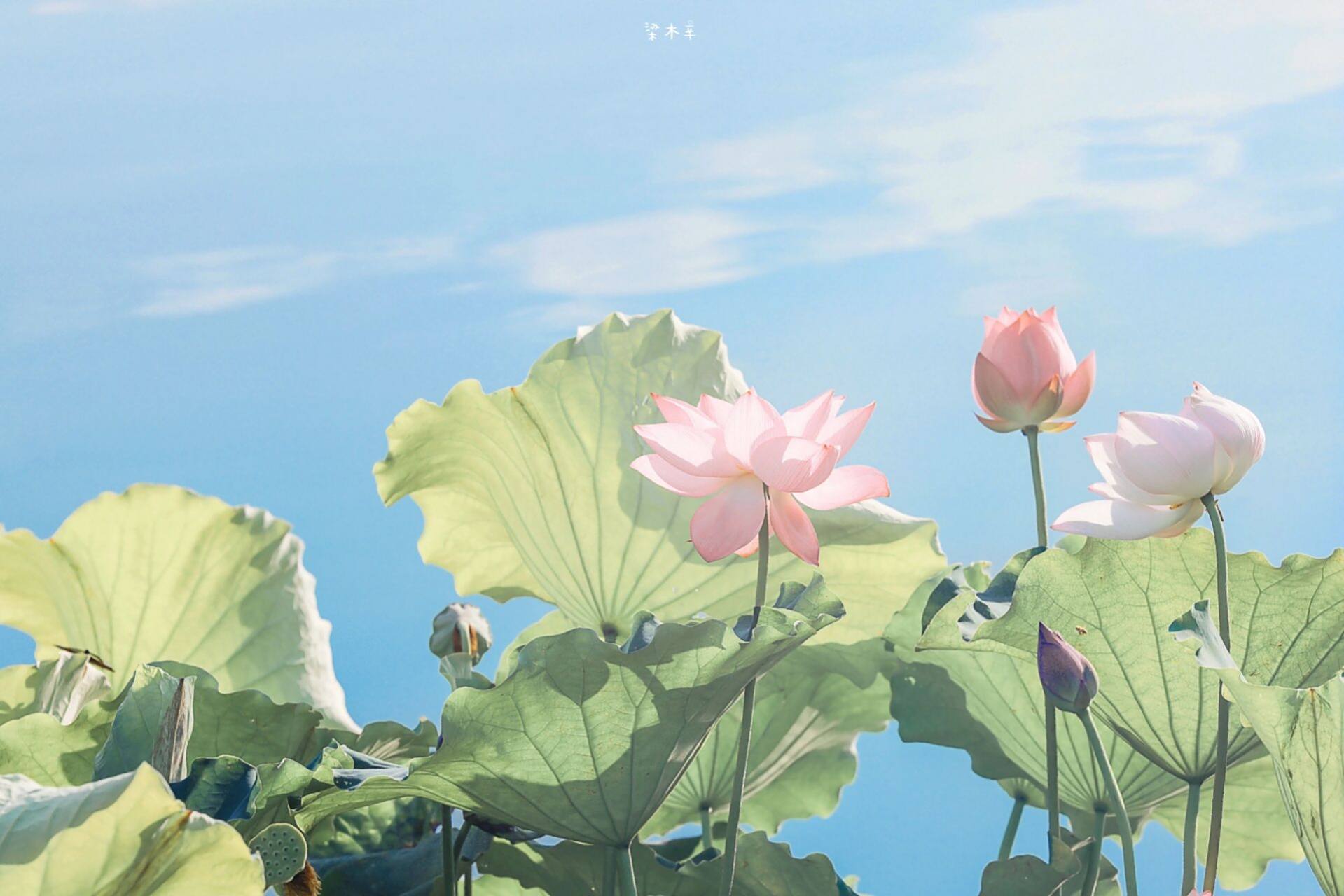 壁纸|喜水木 荷花壁纸 最近换了新壁纸 提醒自己 心平气和 荷花壁纸