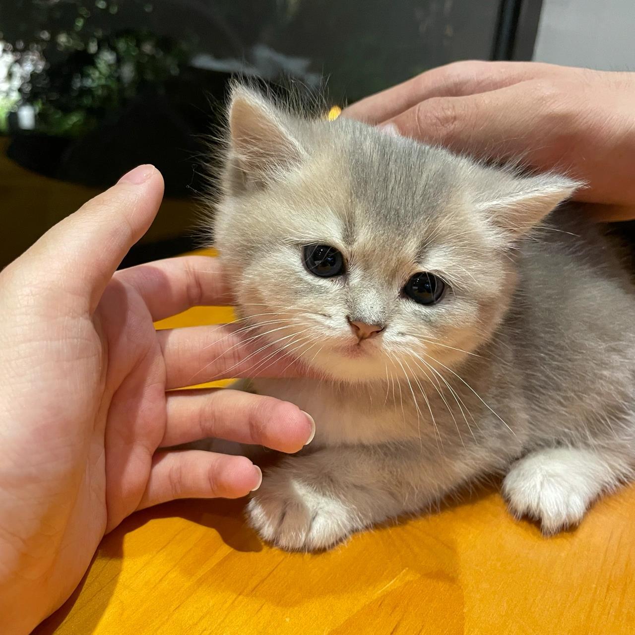 英短蓝金渐层 又养猫啦 蓝金渐层弟弟 长了一双无辜眼 蓝金渐层是金